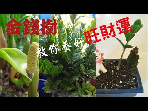 金錢樹功效|金錢樹開花：好兆頭解析